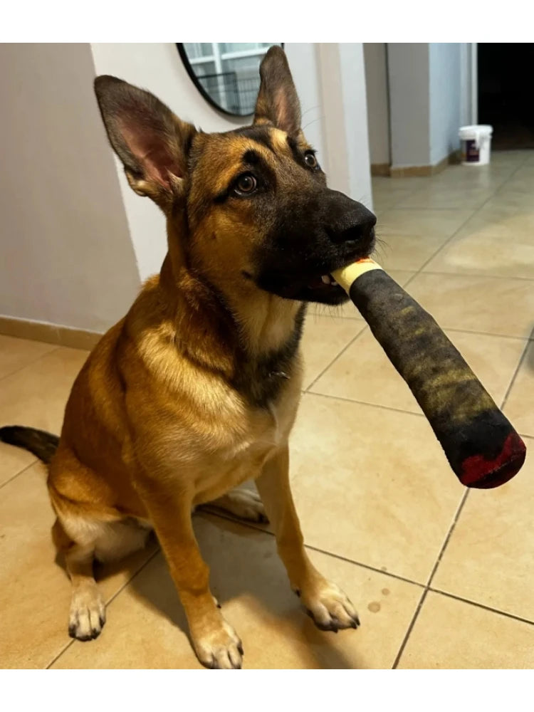 A Belgian Malinois sits on tiled floor, holding a black and yellow chew toy in its mouth, with a curious expression.